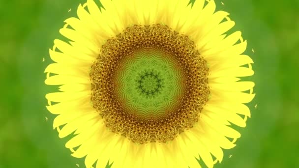 向日葵通过呼吸自然运动的录像 — 图库视频影像