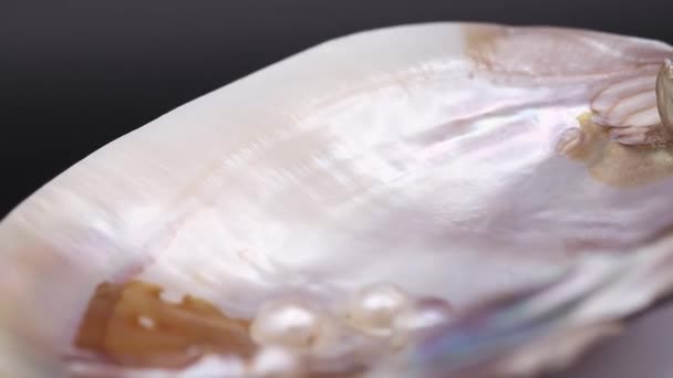Video Einer Perlmutthülle Mit Mehreren Natürlichen Perlen Inneren — Stockvideo