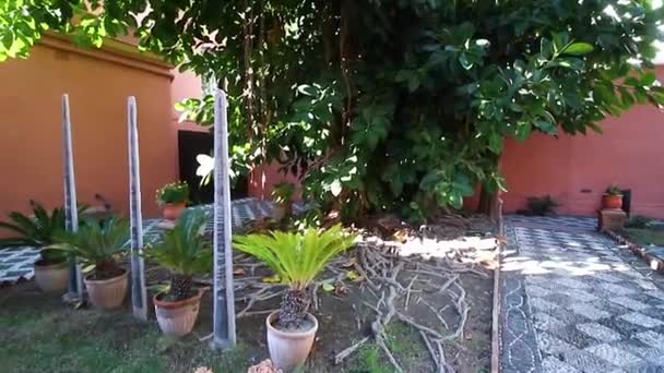 Fossili Animali Giardino Aperto Pubblico Almuecar Granada Andalusia Spagna — Video Stock