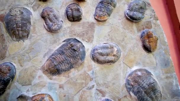 Tierfossilien Einem Öffentlich Zugänglichen Garten Almuecar Granada Andalusien Spanien — Stockvideo