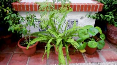 Almuecar, Granada, Endülüs, İspanya 'daki Akdeniz' in tropikal kıyılarının videosu