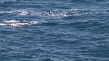 Deniz suyunda uçan bir martının videosu.