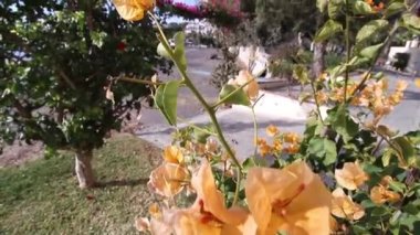 Almuecar, Granada, Endülüs, İspanya 'daki Akdeniz' in tropikal kıyılarının videosu