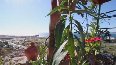 Bitkilerle dolu balkon, Salobrea 'nın beyaz köyü, tropikal sahiller, Granada, Endülüs, İspanya
