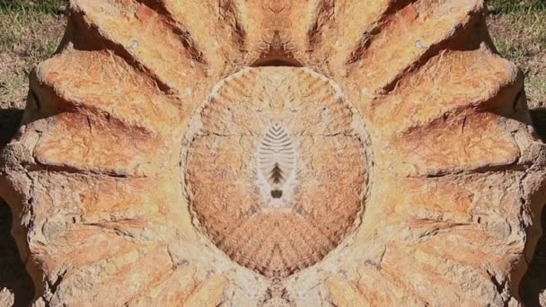 Symmetrisches Video Eines Ammoniten Fossils Einem Garten Almuecar Granada Andalusien — Stockvideo