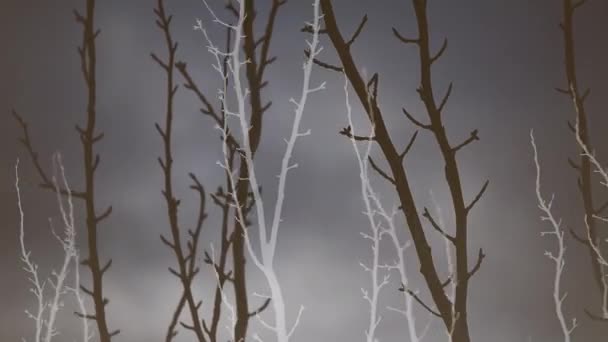 Video Tree Branches Swaying Wind Positive Negative — Stock Video