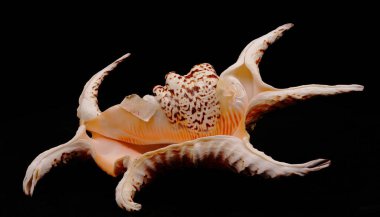 kabuk Kuzu Truncata siyah arka planda Afrika 'ya özgü