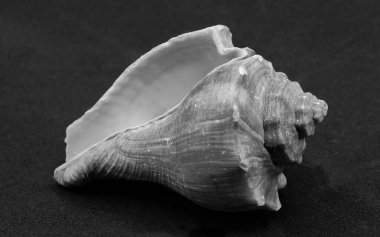 Deniz salyangozu kabuğu, siyah arka planda siyah beyaz.