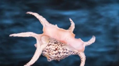 Lambis Truncata kabuğunun denizin dibinde yüzer gibi döndüğü bir video.