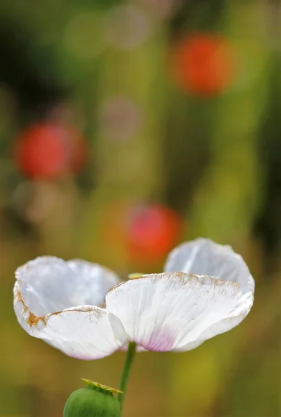 Pavot Opium Blanc Floraison Naturelle Par Génération Spontanée Dans Les — Photo