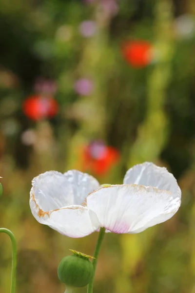 Белый Опиумный Мак Естественное Цветение Путем Спонтанного Производства Полях Кастилии — стоковое фото