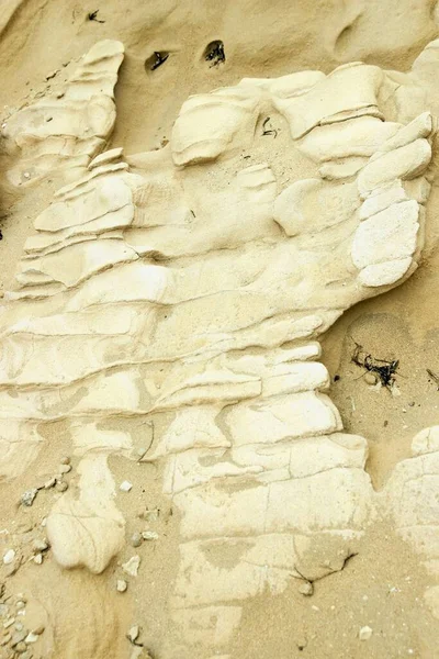 Fossili Sedimenti Terziari Arenarie Calcareniti Calcare Alghe Tortoniane Calcare Barriera — Foto Stock