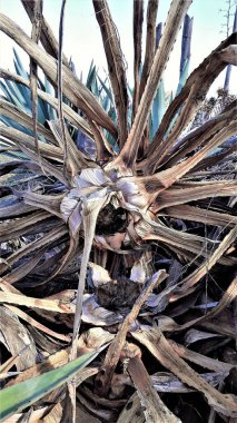 Cabo de Gata, Endülüs 'ün doğal parkında böcek tarafından saldırıya uğrayan bitkilerin fotoğrafı.,