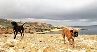 Playazo de Rodalquilar plajında oynayan boksör köpekleri, Şnorkelle yüzme, banyo ve jeolojik turizm alanlarında, Cabo de Gata, Almera, Endülüs, İspanya 'nın doğal parklarında,