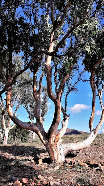 Eukaliptus Plaży Genui Park Naturalny Cabo Gata Almera Andaluzja Hiszpania — Zdjęcie stockowe