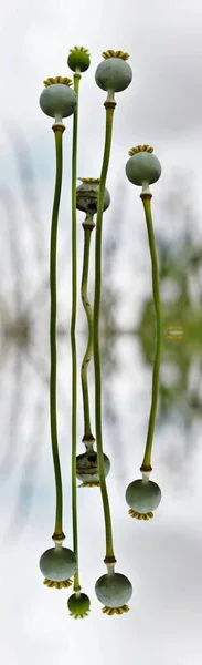 Papoilas Brancas Sementes Ópio Refletidas Água Casulo Papoila Branca Planta — Fotografia de Stock