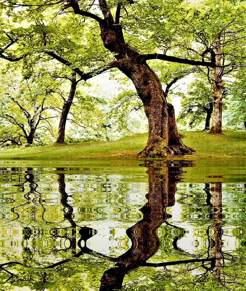 Fotografie Met Reflectie Het Water Van Kastanjebomen Het Bos Van — Stockfoto