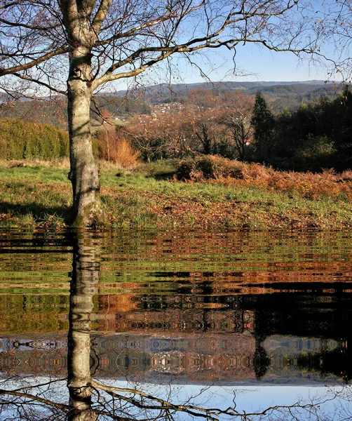 Fotografie Odrazem Vodě Stromu Zimě Parku Tráva Zelená Modrá Obloha — Stock fotografie