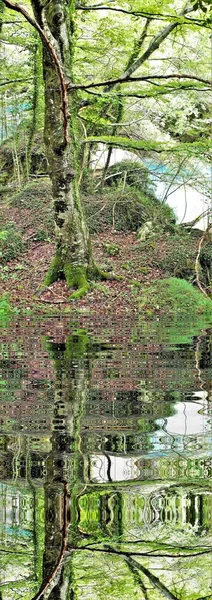 Фотографія Віддзеркаленням Воді Букових Дерев Лісі Природного Парку Урбаса Наварра — стокове фото