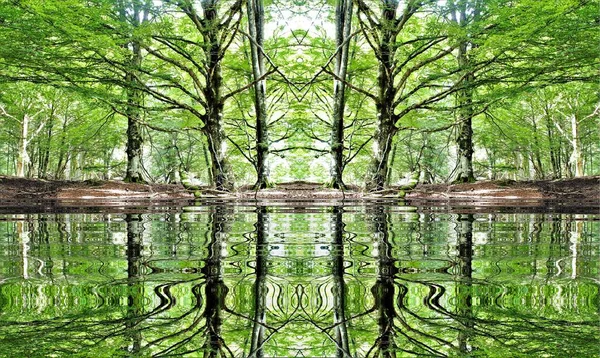 Fotografie Odrazem Vodě Bukových Stromů Lese Přírodního Parku Urbasa Navarra — Stock fotografie
