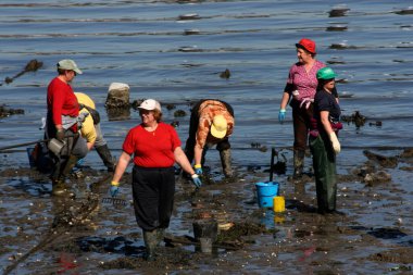 Kadın kabuklu deniz ürünleri avcıları, deniz ürünleri avcıları, Ferrol haliçlerinde, A Corua 'da, Galiçya' da, İspanya 'da, Avrupa' da midye arayışında, çamurda midye arıyorlar. Zor iş, sefil, yorucu, 
