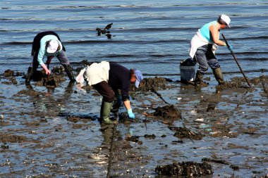 Kadın kabuklu deniz ürünleri avcıları, deniz ürünleri avcıları, Ferrol haliçlerinde, A Corua 'da, Galiçya' da, İspanya 'da, Avrupa' da midye arayışında, çamurda midye arıyorlar. Zor iş, sefil, yorucu, 