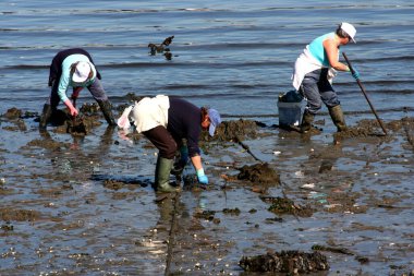 Kadın kabuklu deniz ürünleri avcıları, deniz ürünleri avcıları, Ferrol haliçlerinde, A Corua 'da, Galiçya' da, İspanya 'da, Avrupa' da midye arayışında, çamurda midye arıyorlar. Zor iş, sefil, yorucu, 