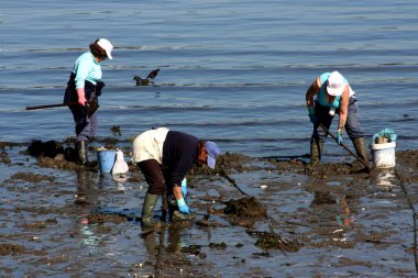 Kadın kabuklu deniz ürünleri avcıları, deniz ürünleri avcıları, Ferrol haliçlerinde, A Corua 'da, Galiçya' da, İspanya 'da, Avrupa' da midye arayışında, çamurda midye arıyorlar. Zor iş, sefil, yorucu, 