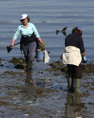 Kadın kabuklu deniz ürünleri avcıları, deniz ürünleri avcıları, Ferrol haliçlerinde, A Corua 'da, Galiçya' da, İspanya 'da, Avrupa' da midye arayışında, çamurda midye arıyorlar. Zor iş, sefil, yorucu, 