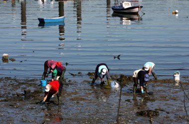 Kadın kabuklu deniz ürünleri avcıları, deniz ürünleri avcıları, Ferrol haliçlerinde, A Corua 'da, Galiçya' da, İspanya 'da, Avrupa' da midye arayışında, çamurda midye arıyorlar. Zor iş, sefil, yorucu, 