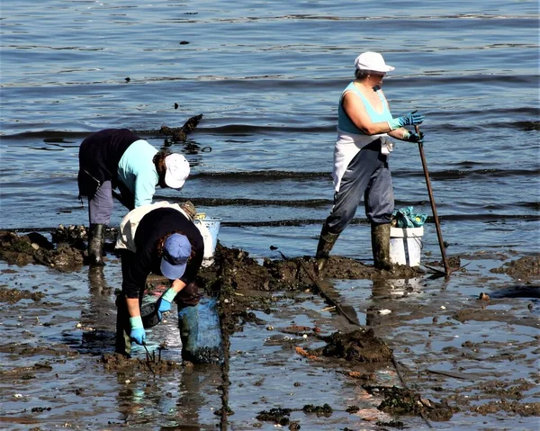 在西班牙加利西亚A Corua的Ferrol河口采集海鲜的女贝类渔民和海鲜搜寻者在泥浆中寻找蛤蟆和凤尾鱼苦干 — 图库照片