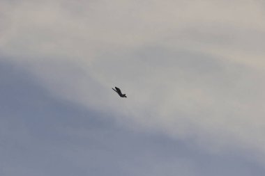 dublörlük yapan savaş uçakları, hava saldırısı, savaş, hava muharebesi gibi.,