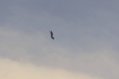 dublörlük yapan savaş uçakları, hava saldırısı, savaş, hava muharebesi gibi.,