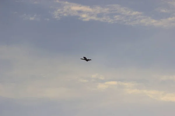 Aviões Guerra Fazendo Acrobacias Emulando Ataques Aéreos Guerra Batalha Aérea — Fotografia de Stock