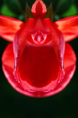 sex, pussy, vulva, clitoris, vagina, Orgasm, love, spring, bloom, petal, Erotic rose flower, Flower imitating the female sex, visual allegories, visual metaphors, photographic allegories, sexy, ,