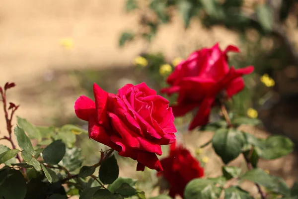 Kompozycja Artystyczna Romantycznego Ogrodu Czerwonymi Różami Wybiórczym Naciskiem — Zdjęcie stockowe