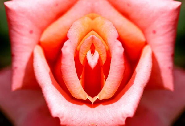 Sexo Vagina Vulva Clitoris Vagina Orgasmo Amor Primavera Flor Pétalo — Foto de Stock