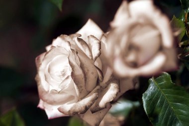 Bahçedeki sepia güllerinin yaratıcı fotoğrafı,
