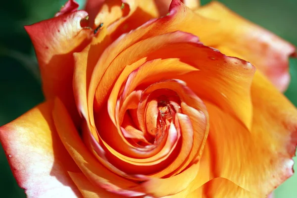 Artystyczna Kompozycja Kwiatów Róż Efektami Yin Yang — Zdjęcie stockowe