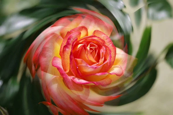 Yin Yang Efektli Gül Çiçeklerinin Sanatsal Kompozisyonu — Stok fotoğraf