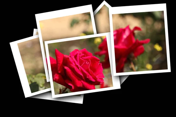 Composition Artistique Roses Jardin Encadrées Dans Des Photos Instantanées Souvenir — Photo