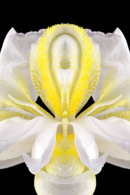 sex, pussy, vulva, clitoris, vagina, Orgasm, love, spring, bloom, petal, Erotic rose flower, Flower imitating the female sex, visual allegories, visual metaphors, photographic allegories, sexy, 