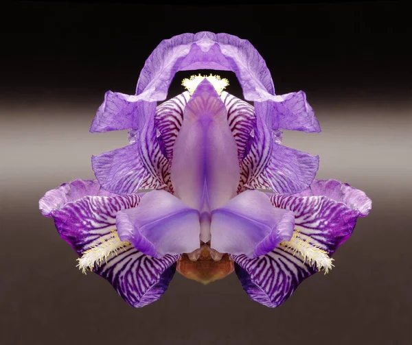 Symetrické Složení Květinových Fotografií — Stock fotografie