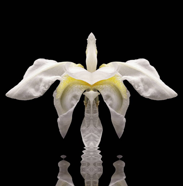 симметричная композиция цветковых фотографий,