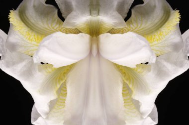 Çiçek fotoğraflarının simetrik bileşimi,