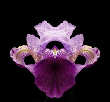 Çiçek fotoğraflarının simetrik bileşimi,