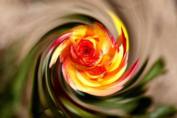 Umělecké Složení Růžových Květin Účinky Yin Yang — Stock fotografie