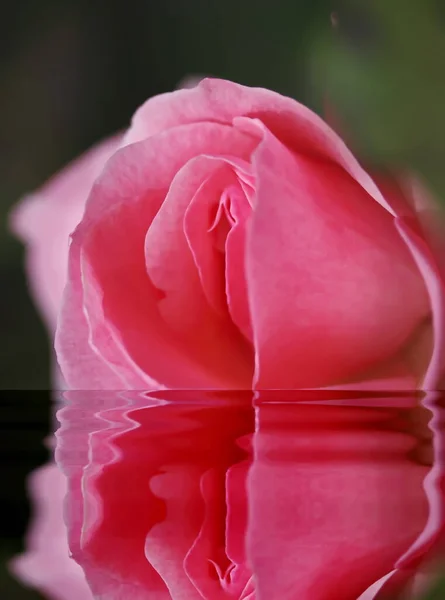 sex, pussy, vulva, clitoris, vagina, Orgasm, love, spring, bloom, petal, Erotic rose flower, Flower imitating the female sex, visual allegories, visual metaphors, photographic allegories, sexy, 