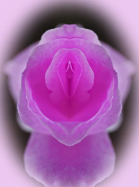 Sex Pussy Vulva Clitoris Vagina Orgasm Love Spring Bloom Petal — Stok fotoğraf