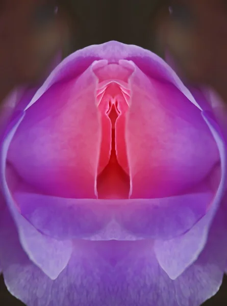 Sex Pussy Vulva Clitoris Vagina Orgasm Love Spring Bloom Petal — Stok fotoğraf